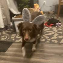 Thumbnail photo of Canela #3