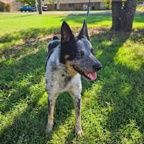 Thumbnail photo of Diesel #4