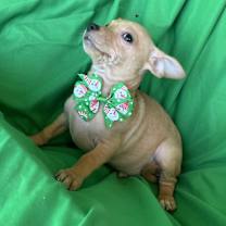 Thumbnail photo of Lucky #3