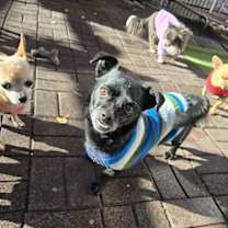 Thumbnail photo of Bullet Rogan #2