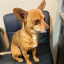 Thumbnail photo of Olaf in TX #4