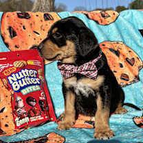 Thumbnail photo of Nutter Butter #3