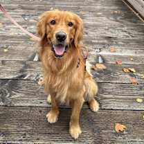 Thumbnail photo of Winston #3