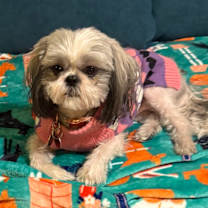 Thumbnail photo of Rosie #3