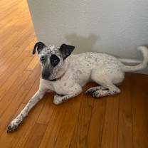 Thumbnail photo of Nova #2