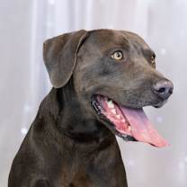 Thumbnail photo of Pepper #1