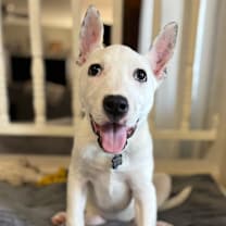 Thumbnail photo of Princess Ariel #4