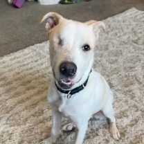 Thumbnail photo of Toby #3