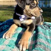 Thumbnail photo of Famous Amos #3