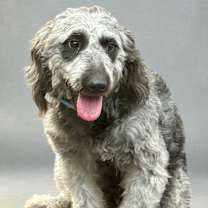 Thumbnail photo of Beetlejuice #1