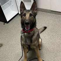 Thumbnail photo of Lobo #2