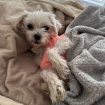 Thumbnail photo of Ivy-ARR #4