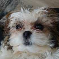 Thumbnail photo of mischief #4