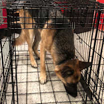 Thumbnail photo of Cali #4