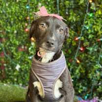 Thumbnail photo of Gretel #2