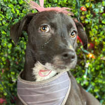 Thumbnail photo of Gretel #4