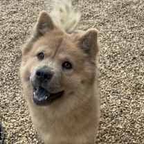 Thumbnail photo of Scout #2