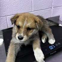 Thumbnail photo of 60013519 #1