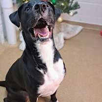 Thumbnail photo of Sasquatch #1