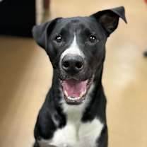 Thumbnail photo of Sasquatch #2