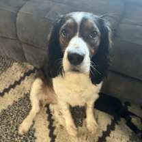 Thumbnail photo of Boomer #1