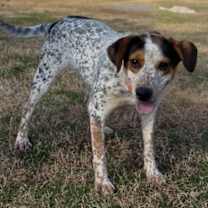 Thumbnail photo of Diamond #2