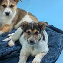 Thumbnail photo of Ash #3