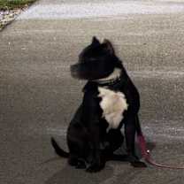 Thumbnail photo of Prince #4