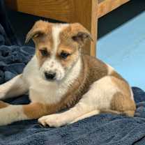 Thumbnail photo of Cider #1