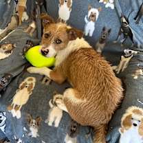 Thumbnail photo of Ollie #4