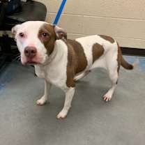 Thumbnail photo of CHLOE #1