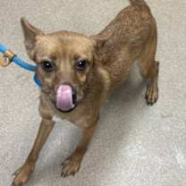 Thumbnail photo of Quinoa -ADOPTED! #2