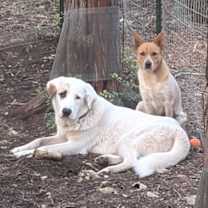 Thumbnail photo of Macho and canela #1