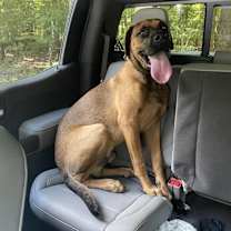 Thumbnail photo of Kodiak #4