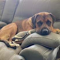 Thumbnail photo of Kodiak #3