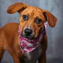 Thumbnail photo of Darla #1