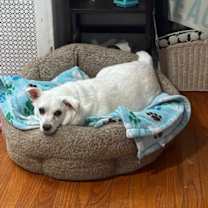 Thumbnail photo of Hilo #2