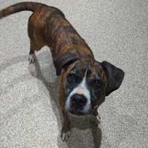 Thumbnail photo of Joy #4