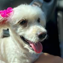 Thumbnail photo of Pixie #2