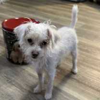 Thumbnail photo of Powder #1