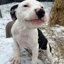 Thumbnail photo of Doc #4