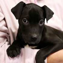 Thumbnail photo of Emmylou Harris #1