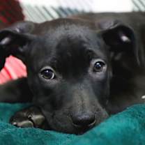 Thumbnail photo of Patsy Cline #4