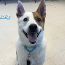 Thumbnail photo of Rupert (Special Paws) #2