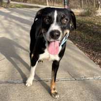 Thumbnail photo of Bertram #1