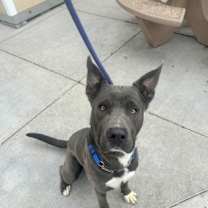 Thumbnail photo of Remington #2