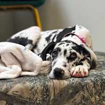 Thumbnail photo of Harley #1