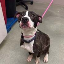 Thumbnail photo of Northface #1