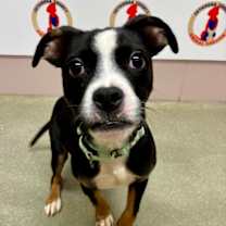 Thumbnail photo of Gordie #2