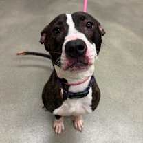 Thumbnail photo of Northface #3